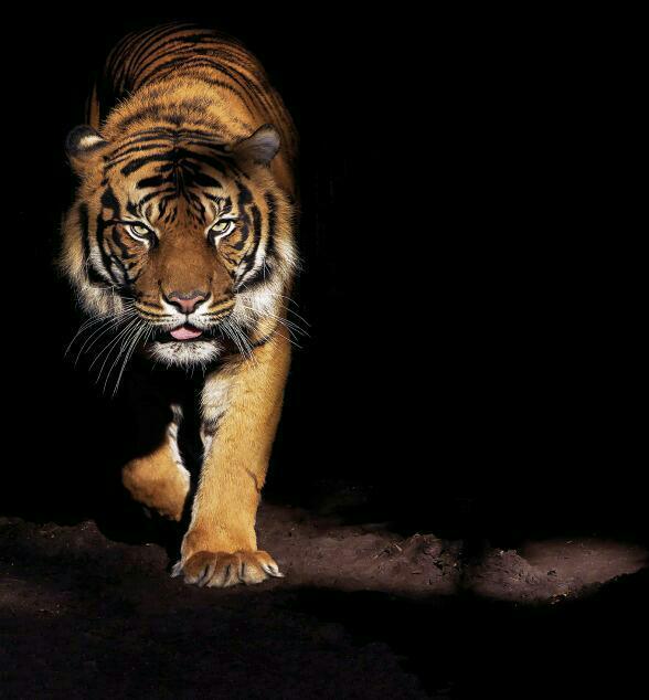 Dekorsan duvar kağıdı uygulaması — görsel 62